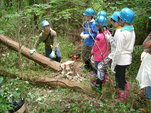 6 hinoki kanbatu.JPG